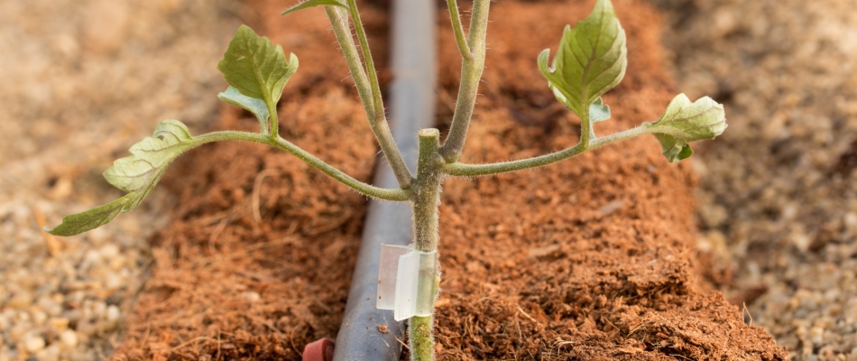 Quel est l'intérêt de planter des tomates greffées ? - Minizap Annecy