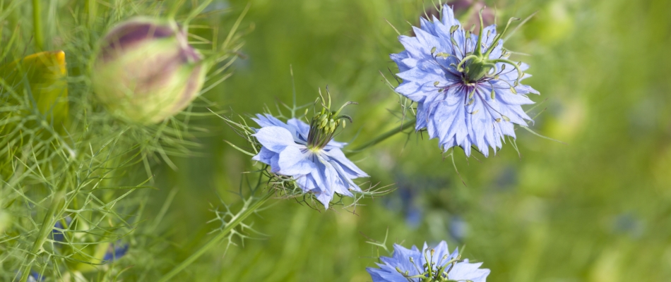 De l'intérêt de semer des fleurs annuelles à l'automne - Minizap Annecy
