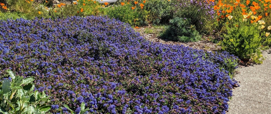 Un joli tapis bleu - Minizap Vallée de l'Arve
