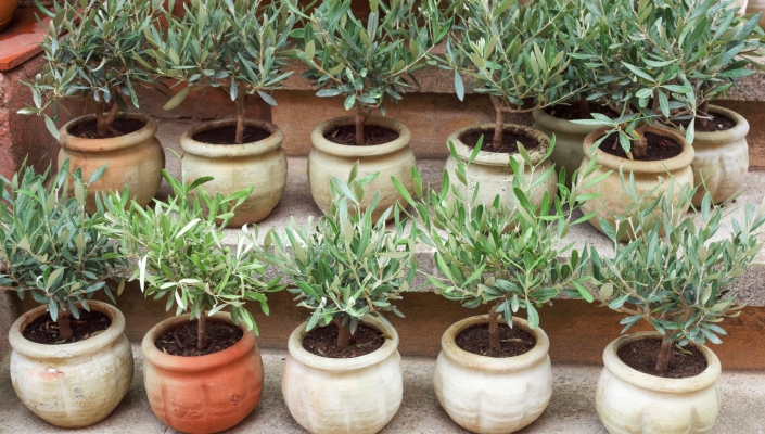 Comment réussir le semis d'un noyau d'olive et obtenir un plant d'olivier ?