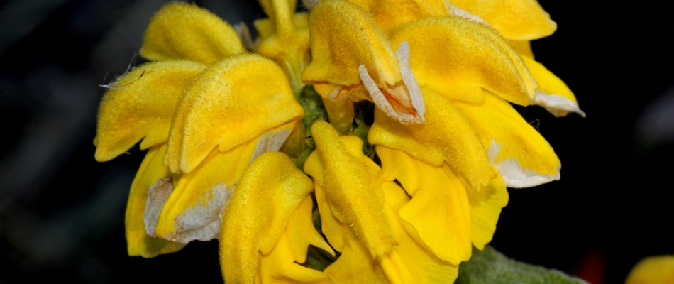 Le phlomis fait monter d'un cran les plantes couvre-sol - Minizap Grenoble