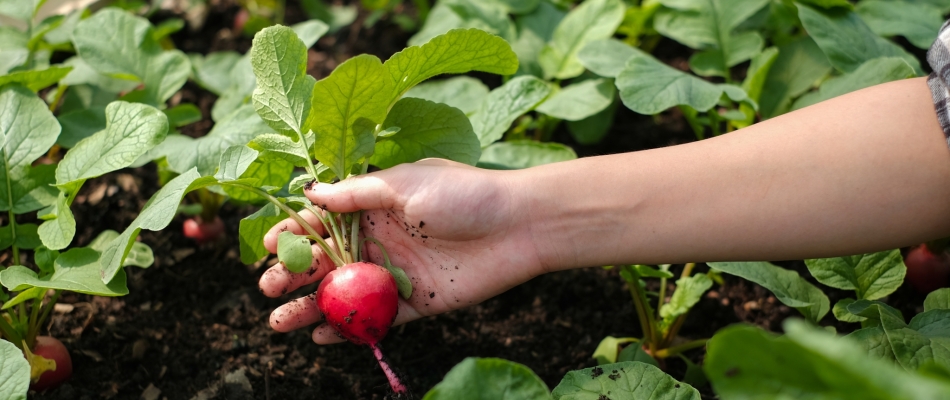 Le radis, un légume à semer et ressemer sans interruption - Minizap Annecy