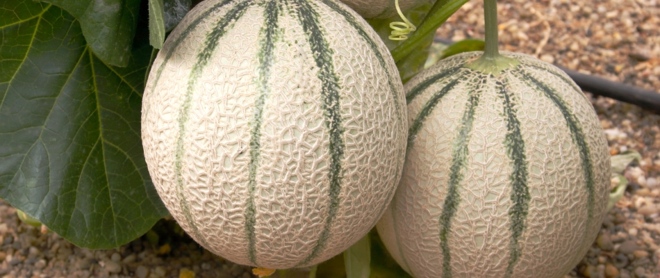 La culture du melon est avant tout une affaire de taille - Minizap Chambery