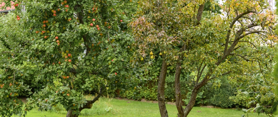 Faut-il nécessairement éclaircir les arbres fruitiers ? - Minizap Chambery