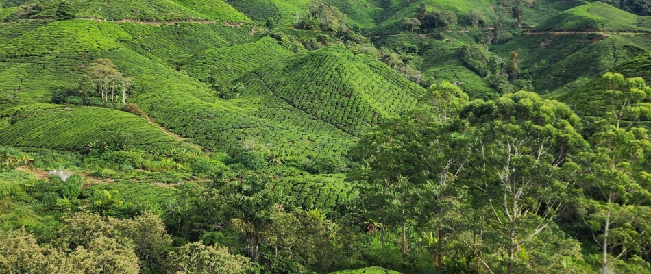 Cameron Highlands : un parfum d'Angleterre en Malaisie - Minizap Pays Voironnais
