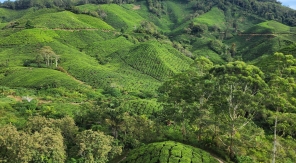 Cameron Highlands : un parfum d'Angleterre en Malaisie