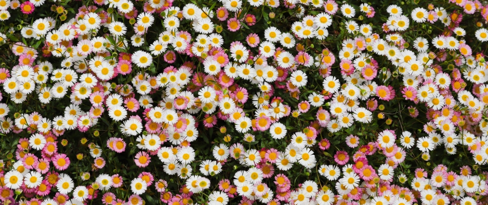 L'érigéron de Karvinski, des fleurs par centaines sous un soleil de plomb - Minizap Pays Voironnais