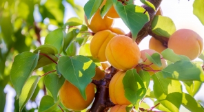 Puis-je cueillir les fruits sur les branches qui dépassent dans mon jardin ?
