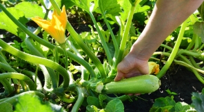 Deux ou trois choses à savoir avant de récolter les courgettes
