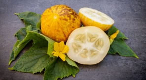 Le concombre lemon, fraîcheur de l'été