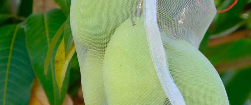 Contre les guêpes ou les frelons, mettez vos fruits en sachets - Minizap Pays Voironnais