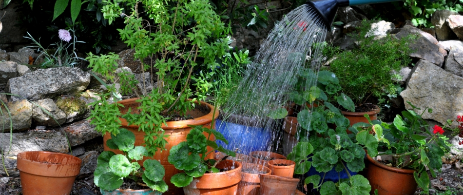 Arroser ses pots avec une eau trop froide - Minizap Pays Voironnais