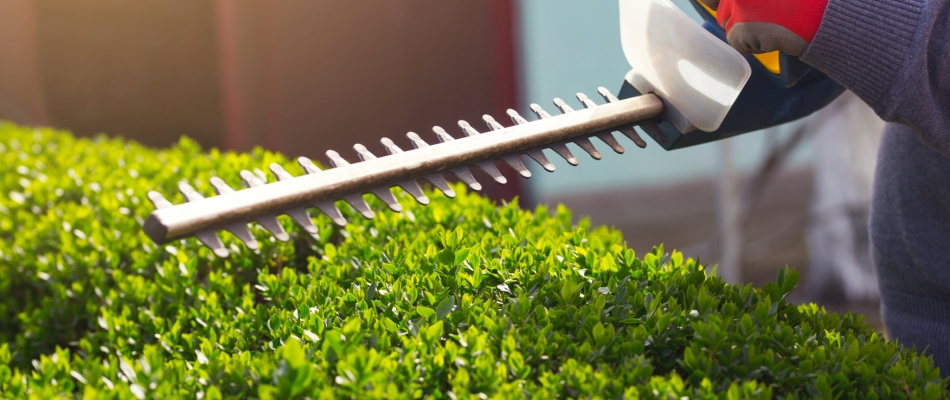 Taille de haie en automne : attention aux remontées de sève ! - Minizap Pays Voironnais