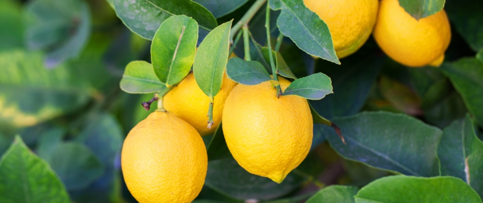 Pourquoi mes citrons ne mûrissent-ils pas ? - Minizap Nord-Isère