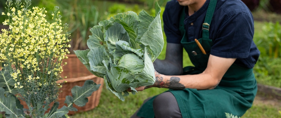 Planter les choux trop tard - Minizap Pays Voironnais