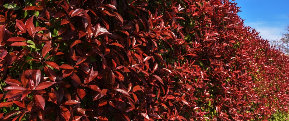 Taillez vos photinias en fonction de vos envies - Minizap Annecy