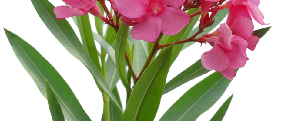 Hiverner les lauriers-roses en pot - Minizap Pays Voironnais