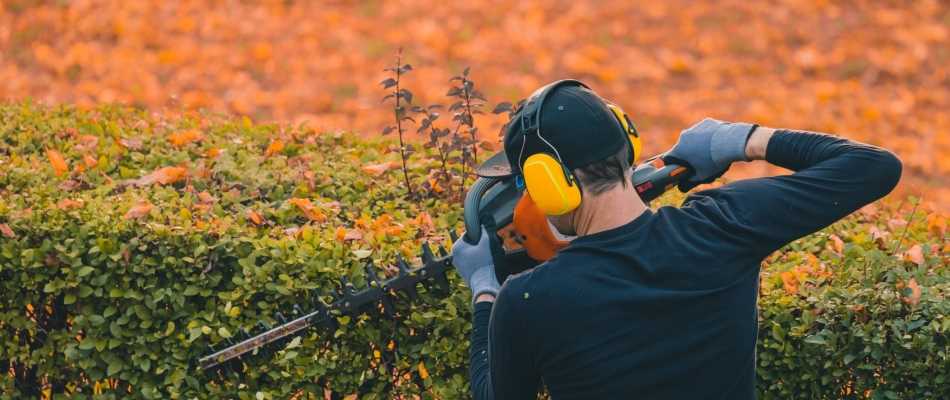Rabattre une haie en cours d'automne - Minizap Vallée de l'Arve