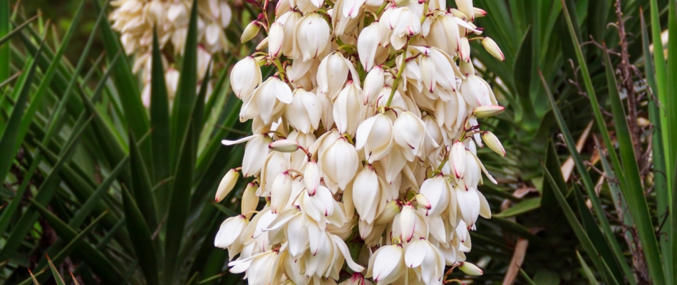 Nettoyer les yuccas, avant ou après l'hiver ? C'est selon les cas - Minizap Pays Voironnais