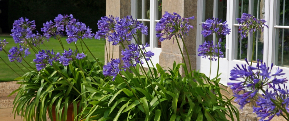 Pourquoi les agapanthes en pot sont-elles souvent plus belles qu'en pleine terre ? - Minizap Grenoble