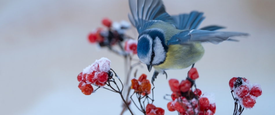 En hiver, incitez les oiseaux à rester dans votre jardin - Minizap Pays Voironnais