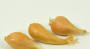 Planter l'échalote grise
