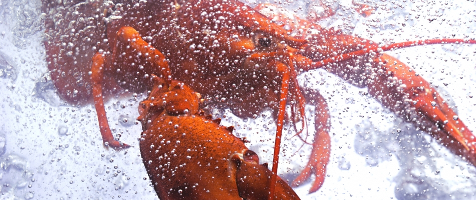 Crabes et homards souffrent lorsqu'ils sont bouillis vivants - Minizap Annecy