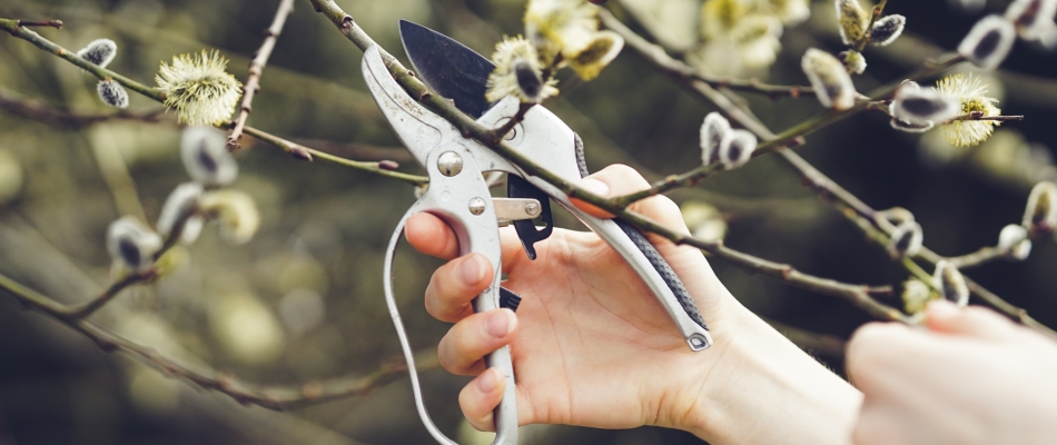 Du bon usage de l'eau de saule en guise d'hormone de bouturage - Minizap Nord-Isère