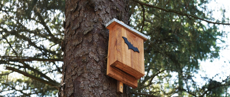 Installer un nichoir à chauves-souris dans le jardin - Minizap Pays Voironnais