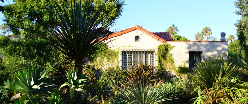 Laisser pousser les agaves sans surveillance - Minizap Pays Voironnais