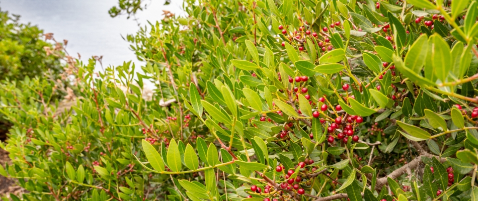 Le pistachier lentisque, l'avenir des haies sans entretien - Minizap Pays Voironnais