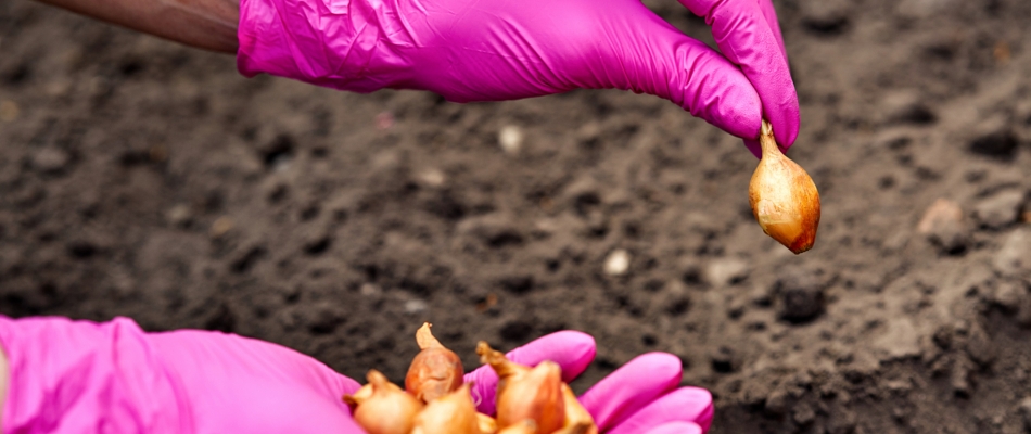 Au potager, le premier semis de l'année est celui des oignons - Minizap Pays Voironnais