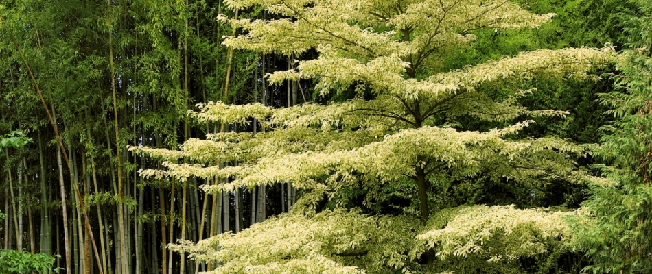 Le cornouiller controversa, la petite pagode dans le jardin - Minizap Vallée de l'Arve