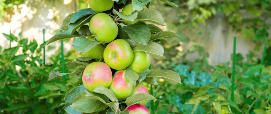 Qu'est-ce qu'un arbre fruitier de type « spur »? - Minizap Grenoble