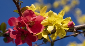 Une association de début de saison haute en couleur