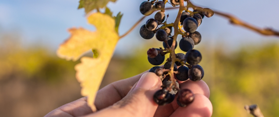 Les vignerons face au changement climatique - Minizap Nord-Isère