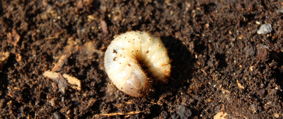 Halte au massacre des vers blancs dans le compost ! - Minizap Pays Voironnais