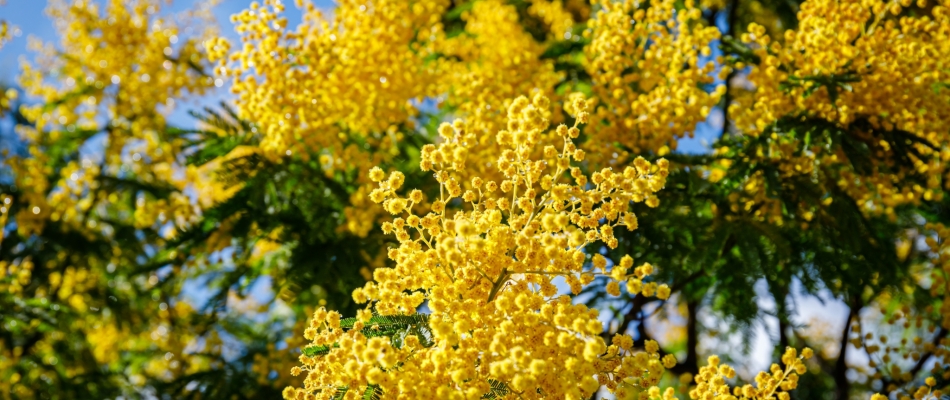 Quand, comment et pourquoi tailler le mimosa ? - Minizap Vallée de l'Arve