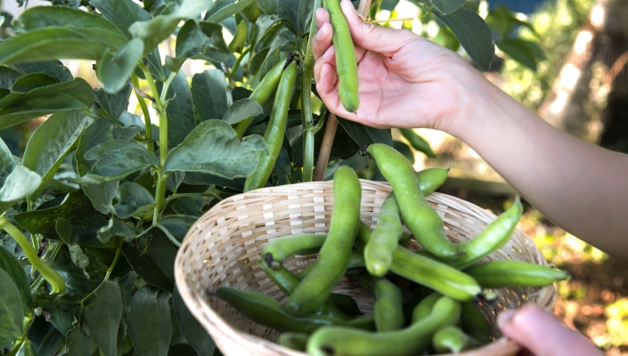 Dernière ligne droite pour les semis de légumes thermophobes