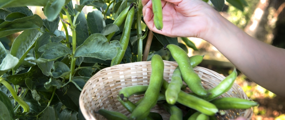 Dernière ligne droite pour les semis de légumes thermophobes - Minizap Grenoble