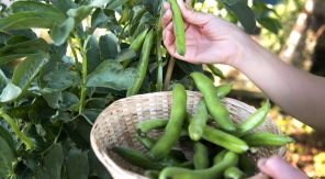 Dernière ligne droite pour les semis de légumes thermophobes