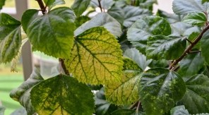 Une cure de fer pour une santé de fer