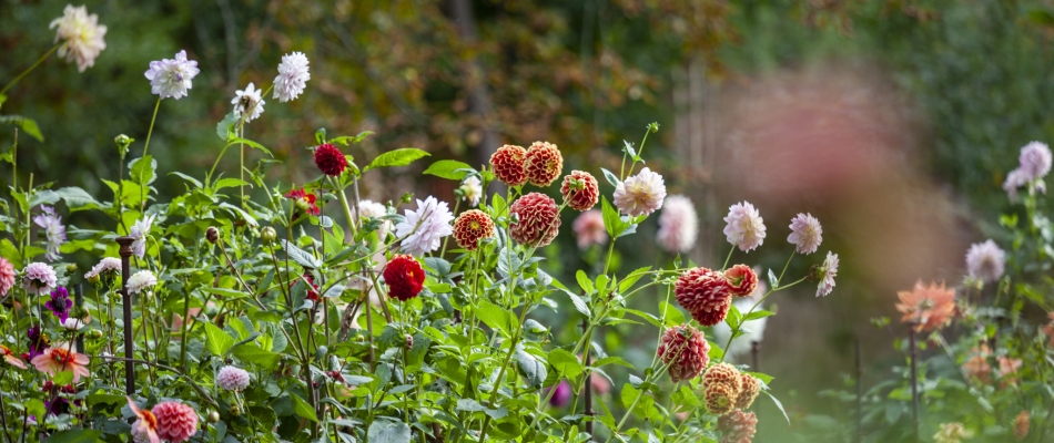 De la mi-mars à la mi-mai, c'est le moment de planter les dahlias - Minizap Chambery