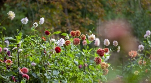 De la mi-mars à la mi-mai, c'est le moment de planter les dahlias