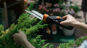 Ne pas respecter les distances de plantation en limite de propriété