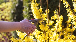 Tailler le forsythia