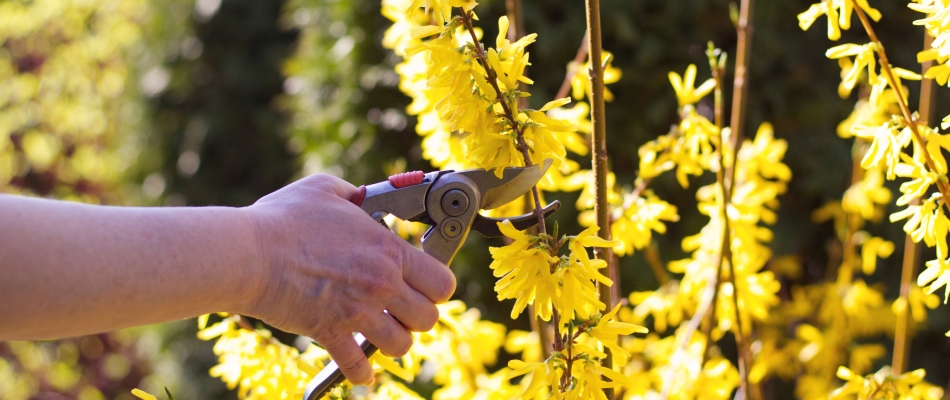 Tailler le forsythia - Minizap Grenoble