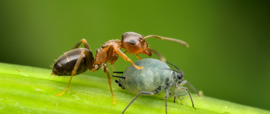 La symbiose fourmi-puceron, un duo de choc dont il faut se méfier ! - Minizap Grenoble