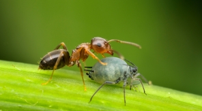 La symbiose fourmi-puceron, un duo de choc dont il faut se méfier !