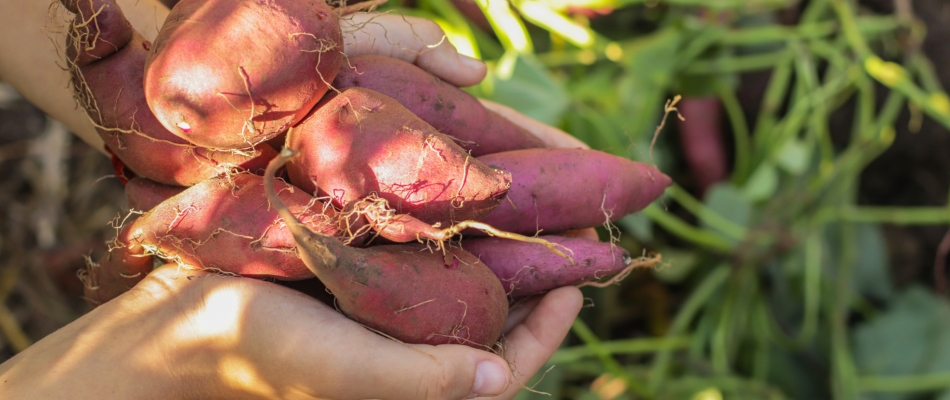 Comment planter la patate douce, sans se planter - Minizap Grenoble